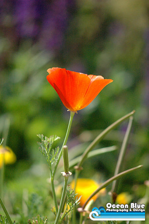 Orange Poppy