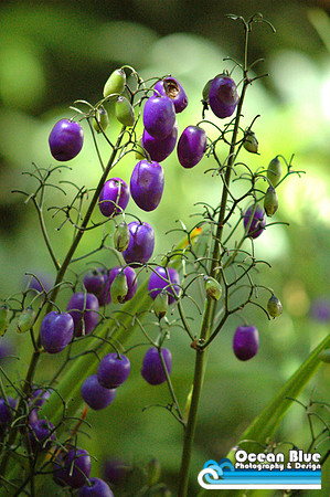Purple Berries