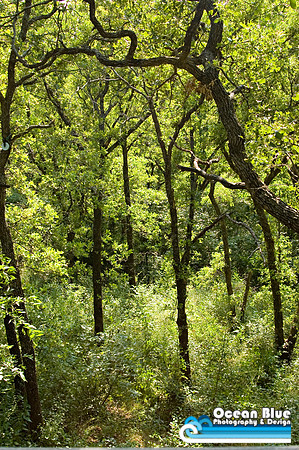 Oklahoma Forest