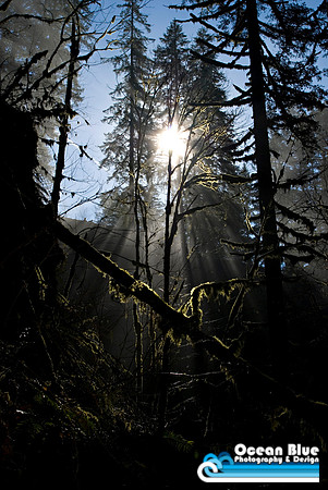Here Comes the Sun
