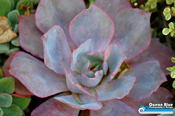 Echeveria