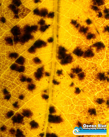 Bannana Leaf