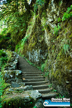 Forest Stairway