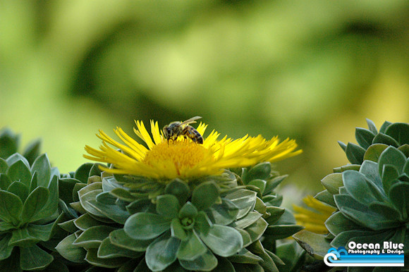 Bee