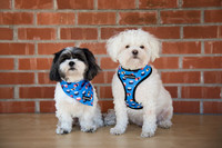 Paddington & Mugsy