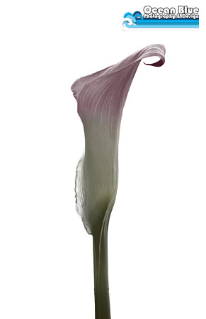 Lilly
