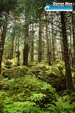 Powerline Trail - Juneau, Alaska