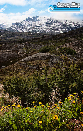 Whitepass Summit