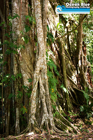 Belize