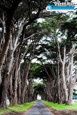Cypress Tree Tunnel - Point Reyes National Seashore