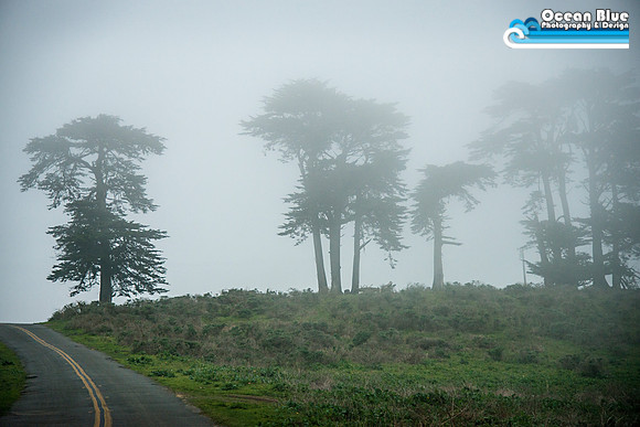 Tule Elk Reserve  - Point Reyes National Seashore
