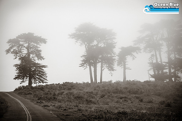 Tule Elk Reserve  - Point Reyes National Seashore