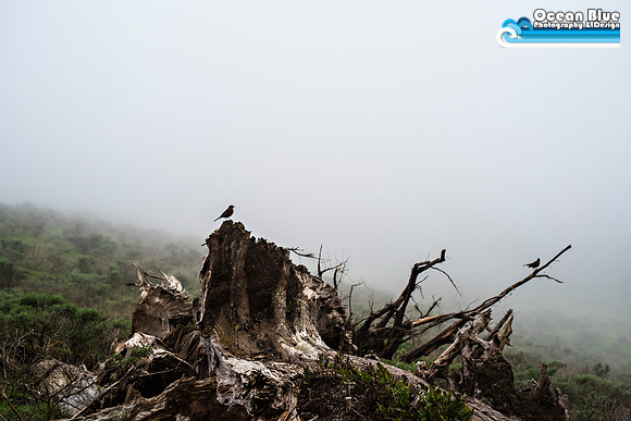 Tule Elk Reserve  - Point Reyes National Seashore