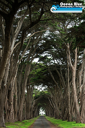 Cypress Tree Tunnel - Point Reyes National Seashore