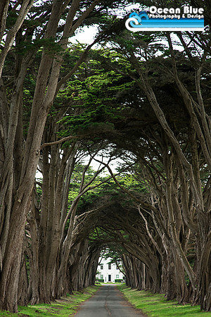 Cypress Tree Tunnel - Point Reyes National Seashore