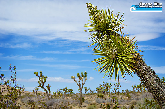 Joshua Tree