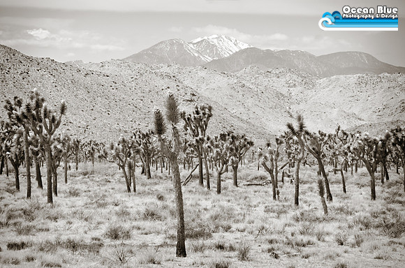 Joshua Tree