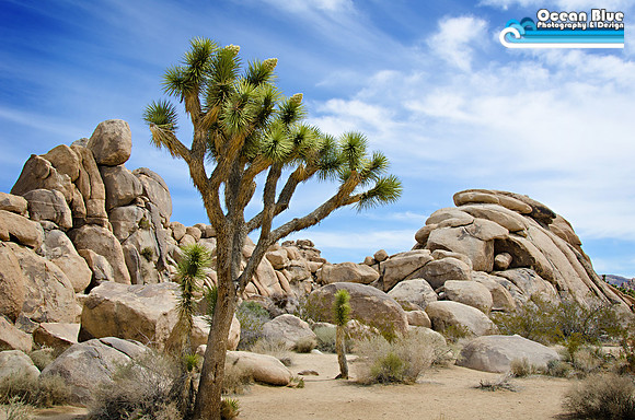Joshua Tree
