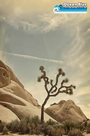 Joshua Tree