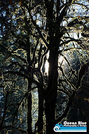 Backlit Tree