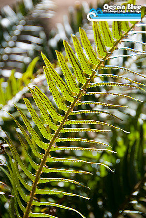 Oklahoma Fern