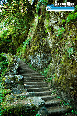 Oregon Forest Stairway