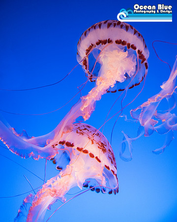Monterey Bay