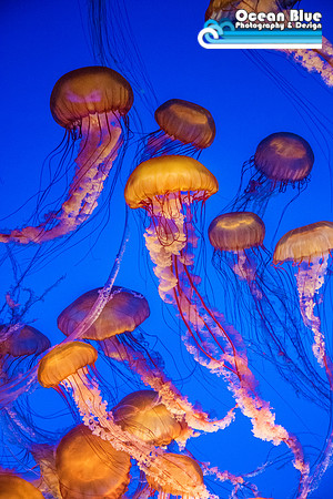 Monterey Bay