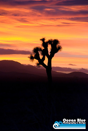 Palm Springs Sunset (vertical)