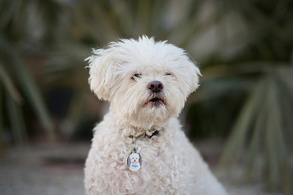 The-Puparazzi Pet Photography