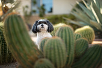 The-Puparazzi Pet Photography Portfolio