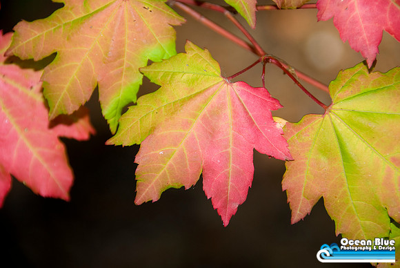 Fall Leaves