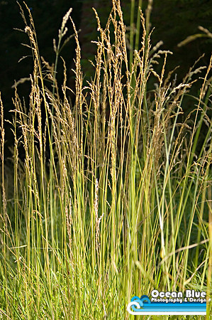 Tall Grass