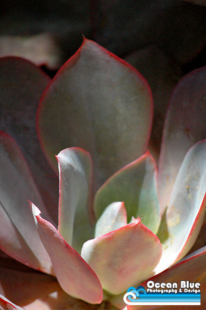 Desert Succulent
