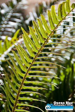 Fern
