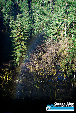 Forest Rainbow