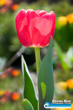 Pink Tulip