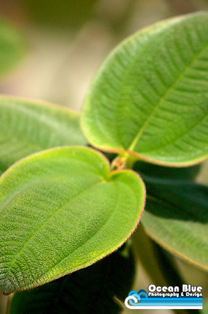 Velvet Leaves