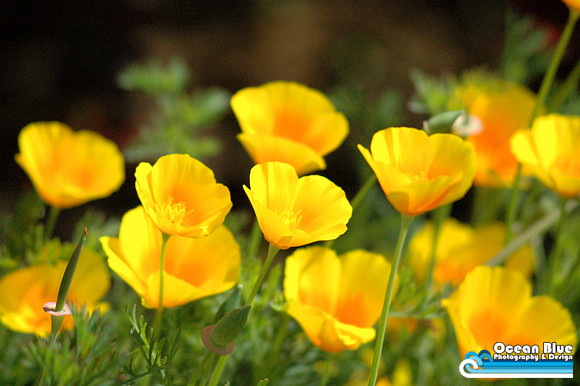 Yellow Poppy Field