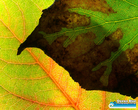 Green Leaves