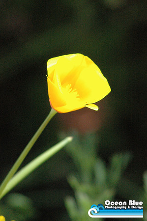 Yellow Poppy