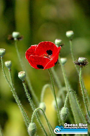 Ladybug Flower