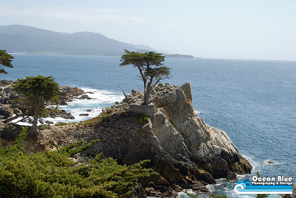 Lone Cypress (horizontal)