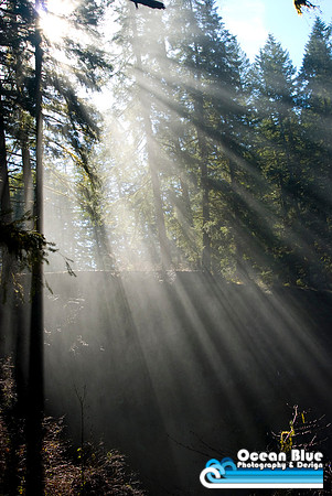 Sun Rays