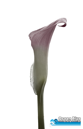 Lilly