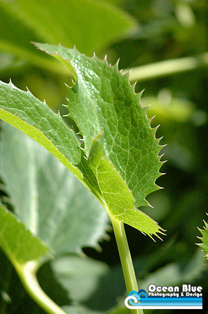 Spiky Leaf