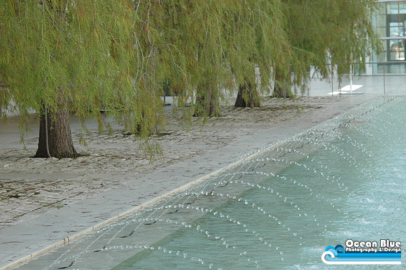 Trees & Water Droplets