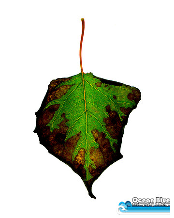 Fallen Leaf
