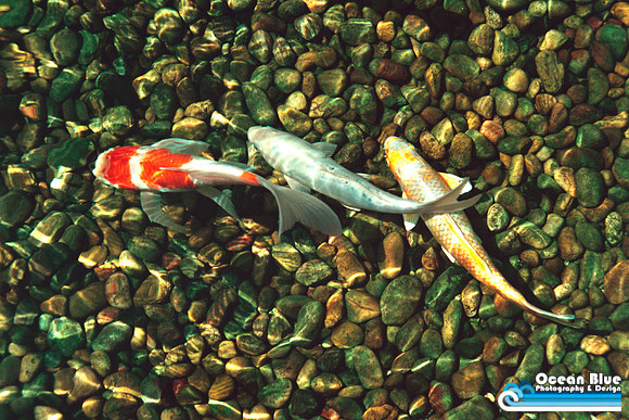 Koi