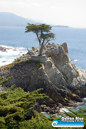 Lone Cypress (vertical)